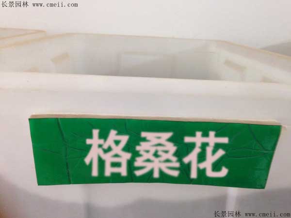 格?；ǚN子圖片