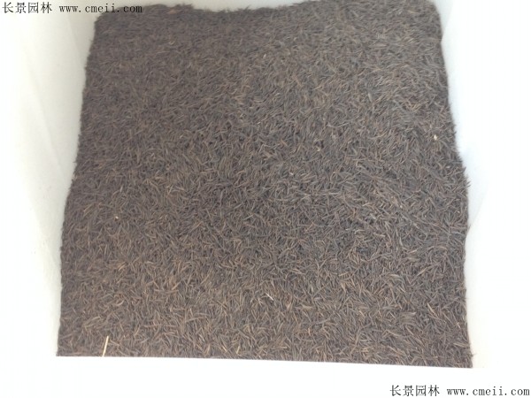 格?；ǚN子圖片