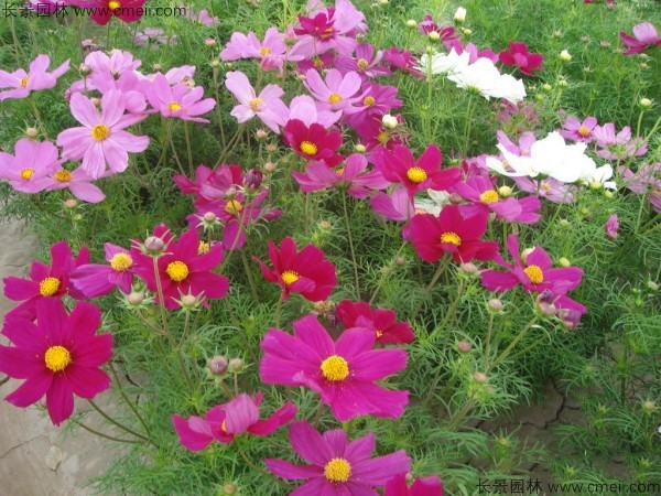 格?；ǚN子發芽出苗開花圖片