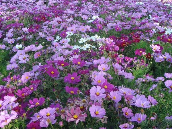 格?；ǚN子發芽出苗開花圖片