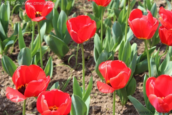 郁金香開花圖片