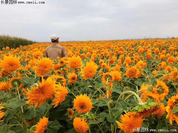 玩具熊向日葵 玩具熊向日葵