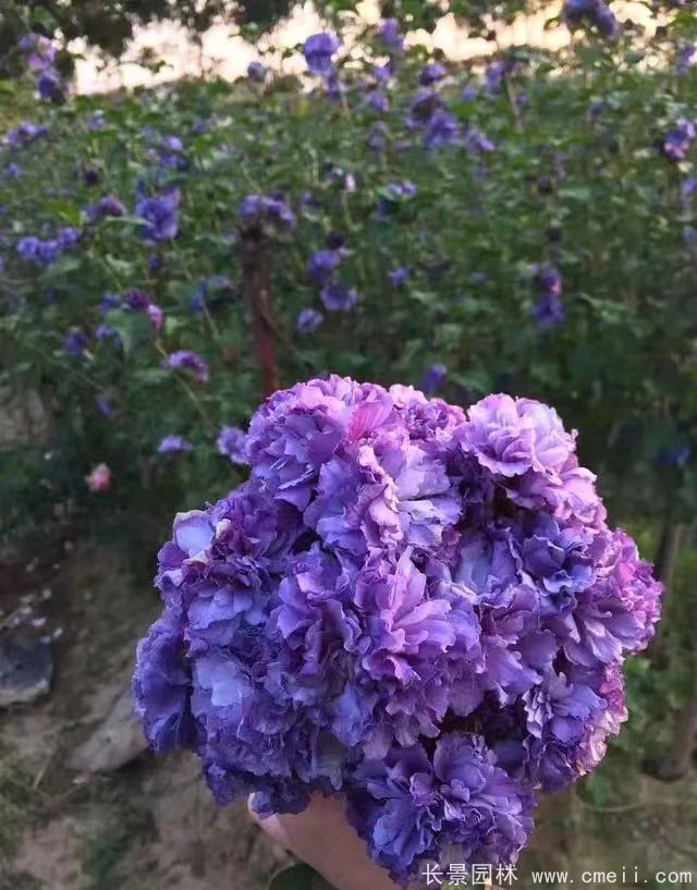 藍(lán)莓冰沙木槿 藍(lán)莓冰沙木槿