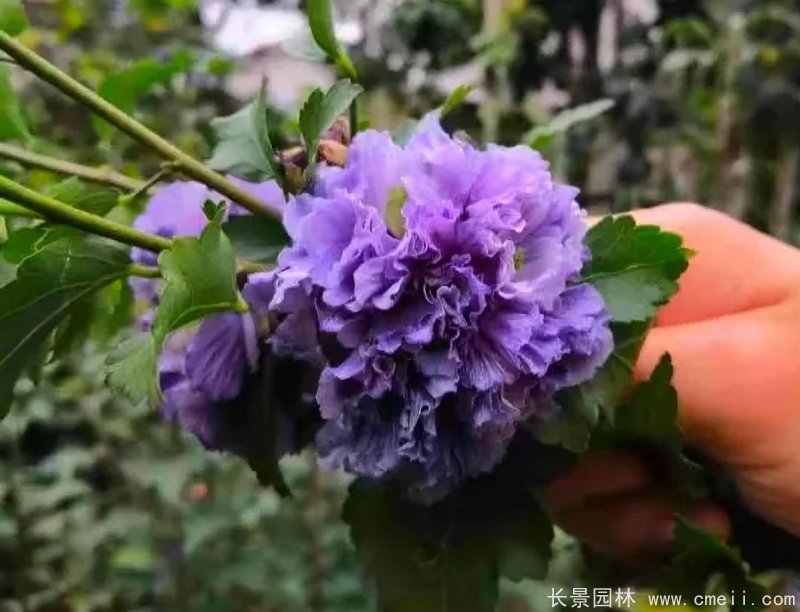 藍(lán)莓冰沙木槿 藍(lán)莓冰沙木槿