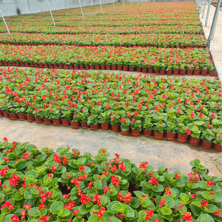 四季海棠秋海棠 四季海棠秋海棠