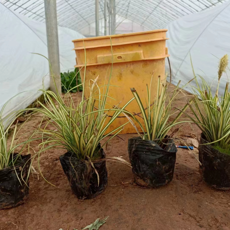 金葉苔草 來自長景園林 金葉苔草 來自長景園林