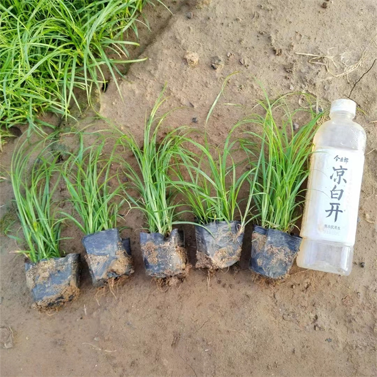 青綠苔草 青綠苔草