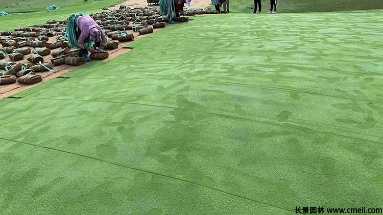 天鵝絨草坪 天鵝絨草坪