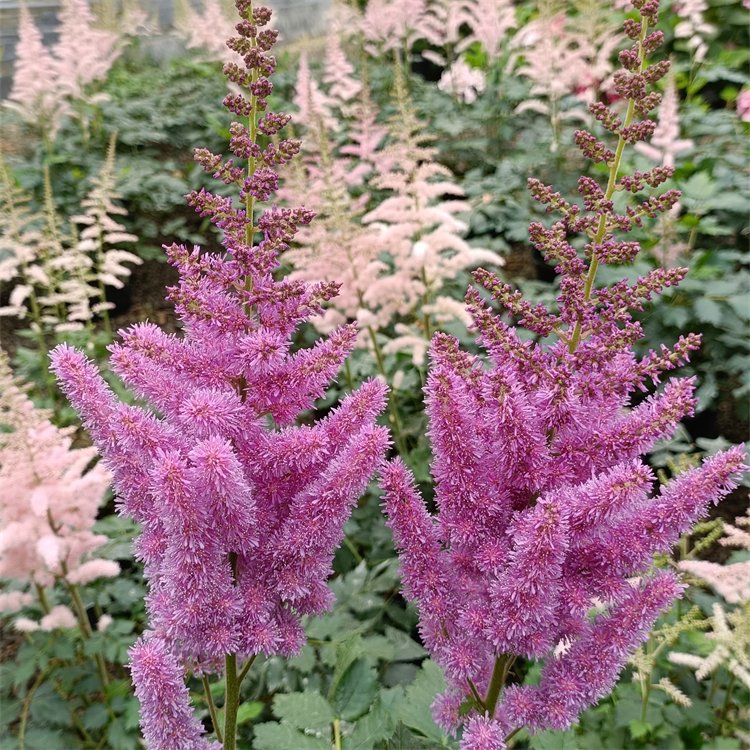 落新婦容器苗盆栽 落新婦容器苗盆栽