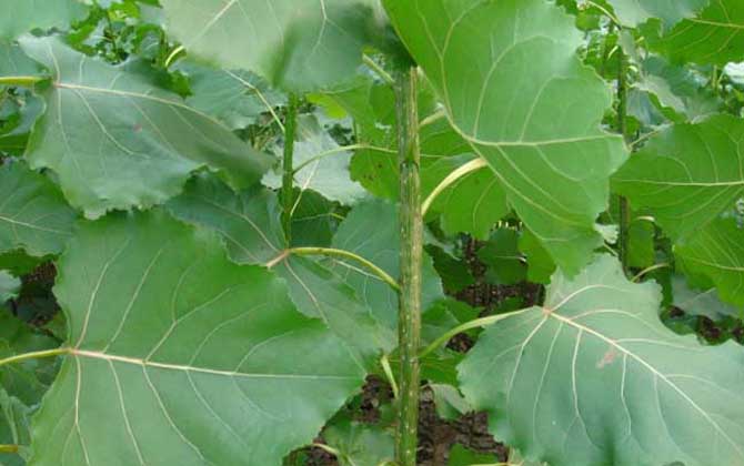 1766023065230824.jpg 20220829110126388.jpg