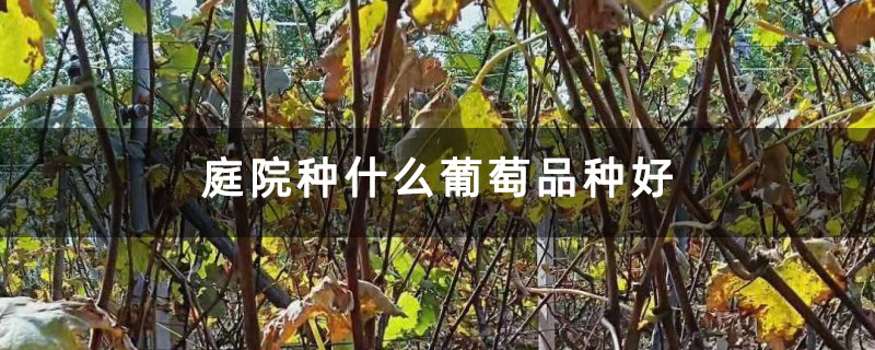 庭院種什么葡萄品種好